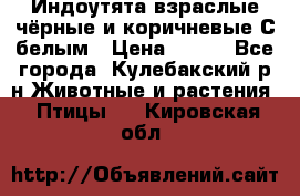 Индоутята взраслые чёрные и коричневые С белым › Цена ­ 450 - Все города, Кулебакский р-н Животные и растения » Птицы   . Кировская обл.